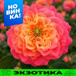 Роза Риджентс Парк/Сем Алт/1шт. в коробке