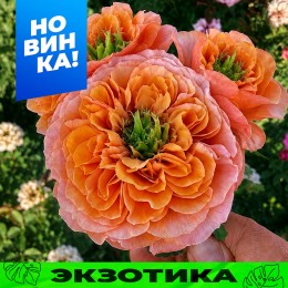 Роза Саут Парк/Сем Алт/1шт. в коробке