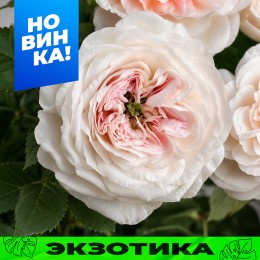 Роза Чарити/Сем Алт/1шт. в коробке