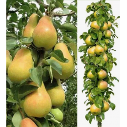 Груша колоновидная Декора/1 шт.