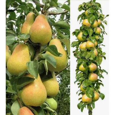 Груша колоновидная Декора/1 шт. Груша колоновидная Декора/1 шт.