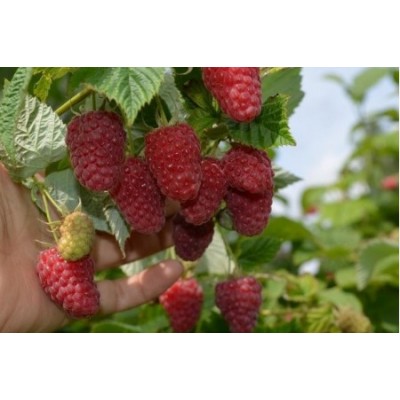 Малина Краса России/1 шт.