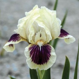 Ирис Блэк Черри Делайт/ 1 шт. в уп.