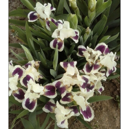 Ирис Блэк Черри Делайт/ 1 шт. в уп.