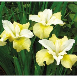 Ирис Мун Силк/ 1 шт. в уп.