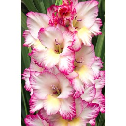 Гладиолус Присцилла/ 10 шт. в уп.