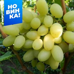 Виноград Кишмиш Саграйон (3-х летка)/1 шт. в коробке