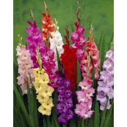 Гладиолус Салют смесь/ 10 шт. в уп.