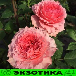 Роза Коралл Желе/Сем Алт/1шт. в коробке