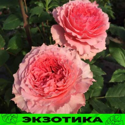 Роза Коралл Желе/Сем Алт/1шт. в коробке