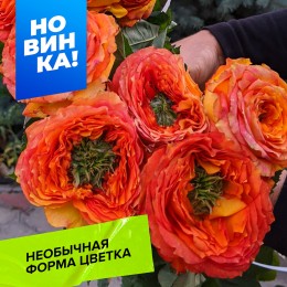 Роза Зелёный остров Самоа/Сем Алт/1шт. в коробке