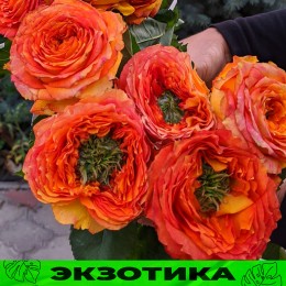 Роза Зелёный остров Самоа/Сем Алт/1шт. в коробке
