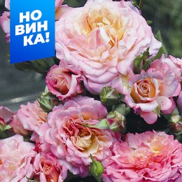 Роза Кантри Гёрл/Сем Алт/1шт. в коробке