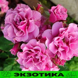 Роза Санта Барбара/Сем Алт/1шт. в коробке