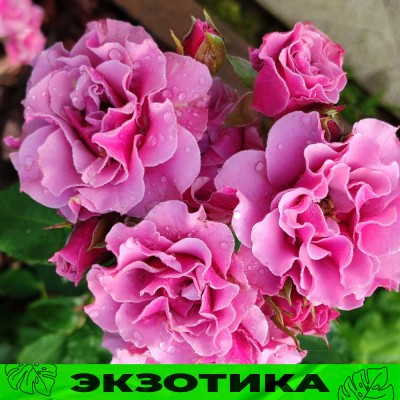 Роза Санта Барбара/Сем Алт/1шт. в коробке