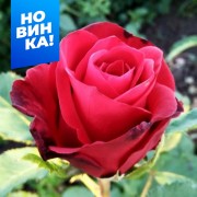 Роза Селена (3-х летка)/Сем Алт/1шт. в коробке