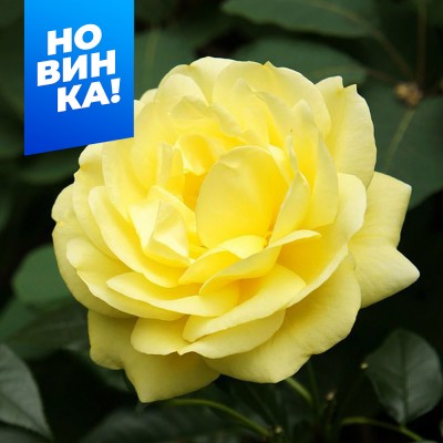 Роза Эмиль Нольде/Сем Алт/1шт. в коробке
