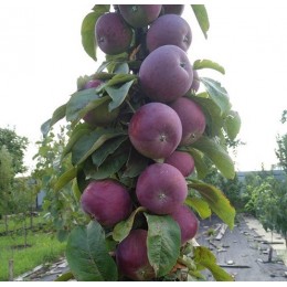 Яблоня колоновидная Джин/ 1 шт.