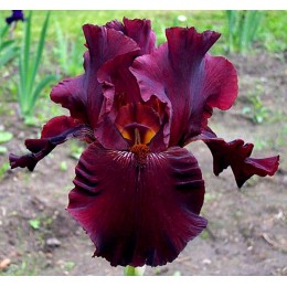 Ирис Альмаден/ 1 шт. в уп.