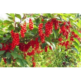 Лимонник китайский/ 1 шт.