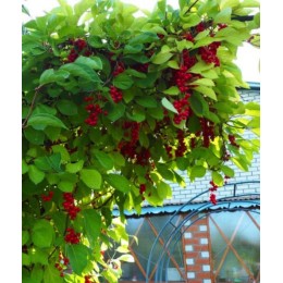 Лимонник китайский/ 1 шт.