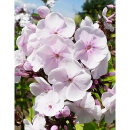 Флокс Моника Линден Белл/ 2 шт. в уп.