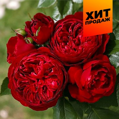Роза Эротик Рококо (3-х летка)/Сем Алт/1 шт. в коробке